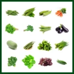 Vegetable Seed Package