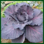 Red Cabbage Hybrid –  seeds