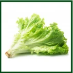 Green Lettuce – (650 – 750 seeds)