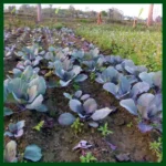 Red Cabbage Hybrid –  seeds - Image 2