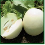 White Melon – Chinese – MGS1370
