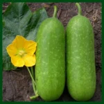 Ash-Wax Gourd F1 Hybrid – জালি কুমড়া – (15 to 25 Seeds)