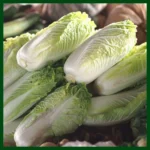 Chinese Cabbage F1 Hybrid – 200 to 300 seeds – MGS1082