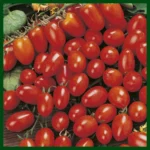 Grape Cherry Tomato F1 Hybrid – Red (20 Seeds)